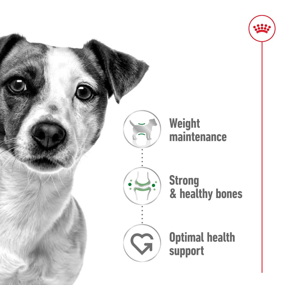 غذای خشک سگ مینی ادالت رویال کنین - Royal Canin Mini Adult