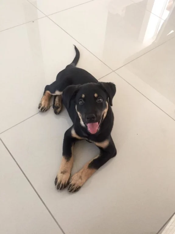 عکس ارسالی کاربر برای غذای خشک سگ مکسی پاپی رویال کنین - Royal Canin Maxi Puppy